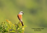 WildLife Photos of Birds, Shrikes, Red-backed Shrike, Lanius collurio